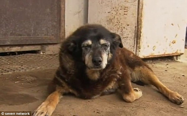 Gương mặt buồn thiu trước khi qua đời của cô chó già nhất thế giới - Ảnh 1.