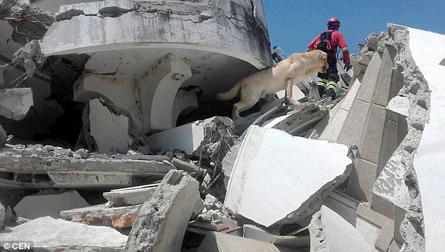 Chú chó gục chết vì kiệt sức tìm kiếm người bị nạn trong trận động đất Ecuador - Ảnh 1.