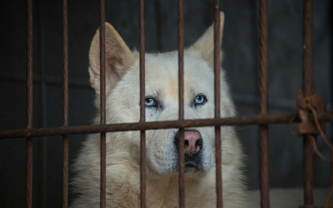 H&agrave;n Quốc: Giải cứu 200 ch&uacute; ch&oacute; đ&aacute;ng thương khỏi kiếp bị l&agrave;m thịt - Ảnh 1.