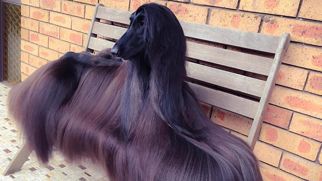 Hoa hậu chó sở hữu bộ lông suôn dài, bóng mượt khiến phái đẹp cũng phải ghen tị - Ảnh 1.