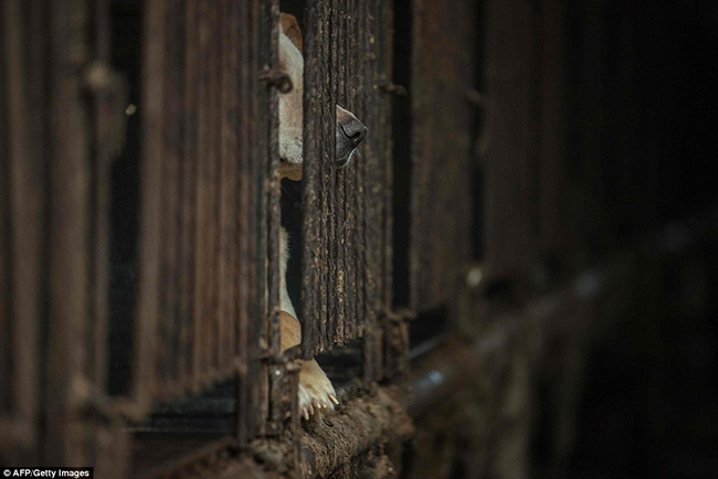 H&agrave;n Quốc: Giải cứu 200 ch&uacute; ch&oacute; đ&aacute;ng thương khỏi kiếp bị l&agrave;m thịt - Ảnh 11.