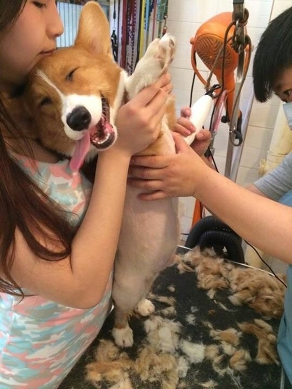 Thư giãn cuối năm với tiểu đội Corgi chân ngắn bụng phệ - Ảnh 12.