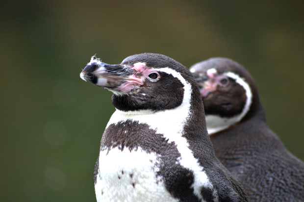 Thế giới phát cuồng trước chuyện tình đẹp của 2 chú chim cánh cụt đồng tính đã yêu nhau 10 năm - Ảnh 2.
