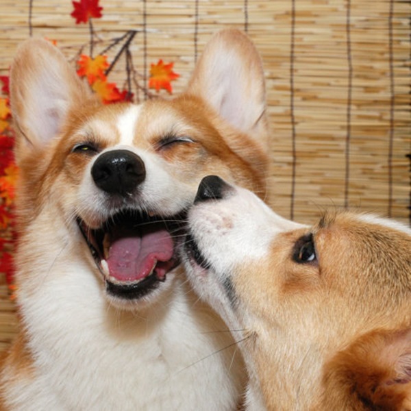 Thư giãn cuối năm với tiểu đội Corgi chân ngắn bụng phệ - Ảnh 3.