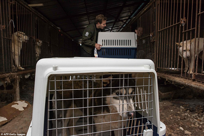 H&agrave;n Quốc: Giải cứu 200 ch&uacute; ch&oacute; đ&aacute;ng thương khỏi kiếp bị l&agrave;m thịt - Ảnh 4.