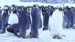 Trận chiến đẫm máu này sẽ giúp bạn nhận ra chim cánh cụt không hiền lành dễ thương như ta tưởng đâu - Ảnh 1.