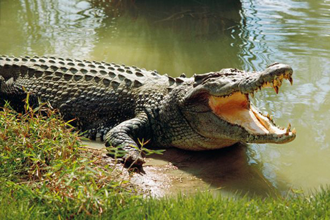 Người phụ nữ nuôi cá sấu như thú cưng trong nhà hàng chục năm trời - Ảnh 2.