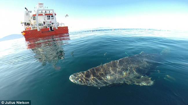 Gặp gỡ cụ cá mập 400 tuổi thành tinh nhưng chưa bao giờ cắn cáp quang - Ảnh 3.
