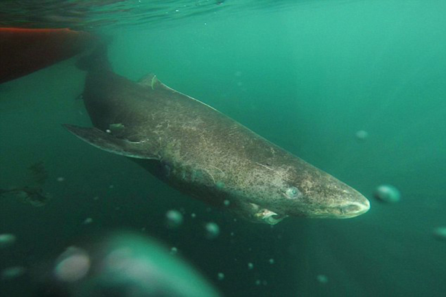 Gặp gỡ cụ cá mập 400 tuổi thành tinh nhưng chưa bao giờ cắn cáp quang - Ảnh 2.