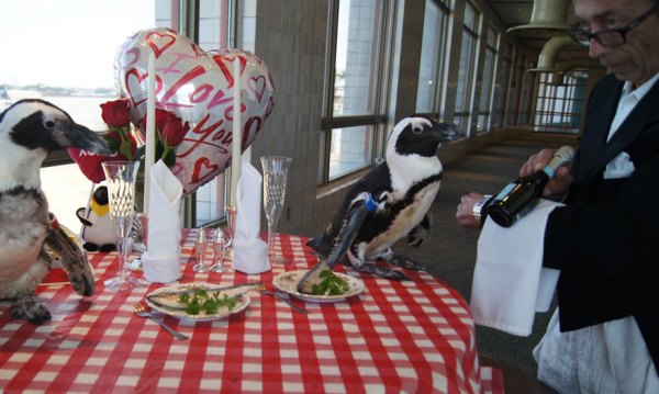 Phát hờn trước lễ kỉ niệm Valentine lần thứ 22 của cặp đôi chim cánh cụt - Ảnh 1.