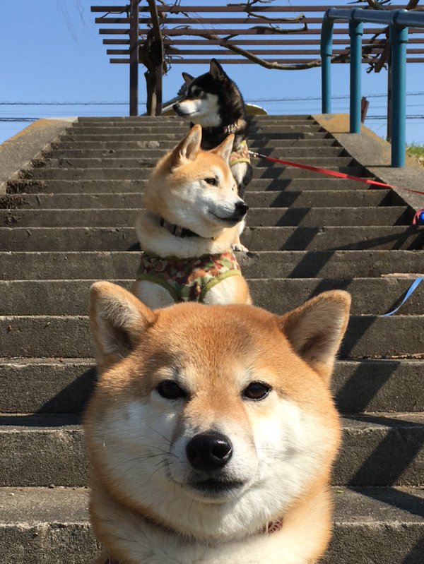 Quên hết mệt mỏi khi ngắm hình ảnh 3 anh em nhà cún Shiba Inu đi đâu cũng có nhau - Ảnh 37.