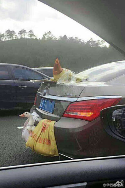 Bắt gặp con gà bị buộc trên ô tô lên thành phố sau kỳ nghỉ Tết - Ảnh 1.