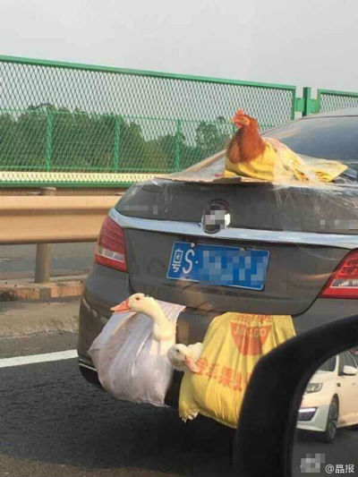 Bắt gặp con gà bị buộc trên ô tô lên thành phố sau kỳ nghỉ Tết - Ảnh 4.