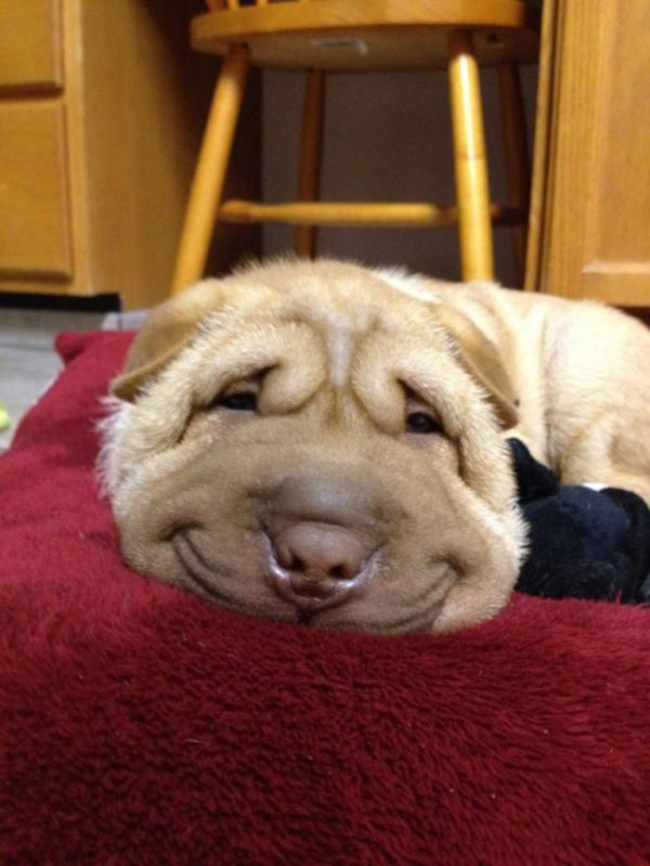 Nếu đang buồn, ngắm nụ cười của 19 em chó này sẽ quên hết ưu phiền - Ảnh 3.