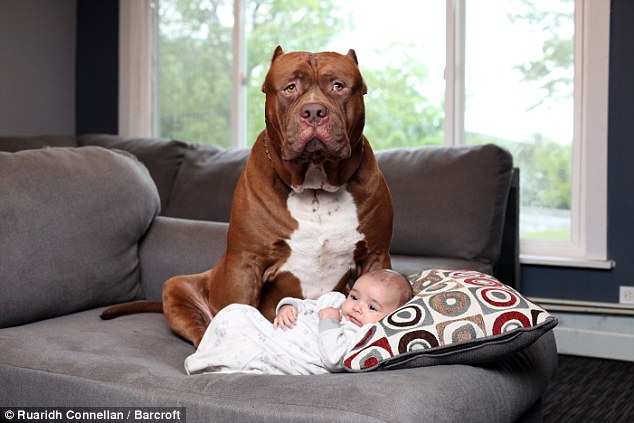 Trái với vẻ dữ dằn, chú chó pitbull khổng lồ nặng 76kg lại là một vú em đảm đang - Ảnh 1.