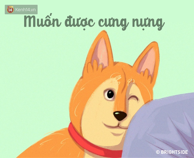 16 b&iacute; k&iacute;p nh&igrave;n ng&ocirc;n ngữ cơ thể ch&oacute; cưng, đo&aacute;n suy nghĩ - Ảnh 12.