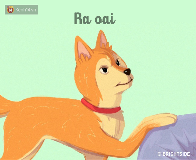 16 b&iacute; k&iacute;p nh&igrave;n ng&ocirc;n ngữ cơ thể ch&oacute; cưng, đo&aacute;n suy nghĩ - Ảnh 13.