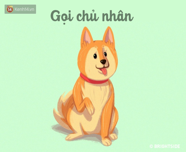 16 b&iacute; k&iacute;p nh&igrave;n ng&ocirc;n ngữ cơ thể ch&oacute; cưng, đo&aacute;n suy nghĩ - Ảnh 14.