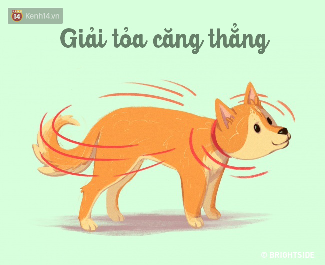 16 b&iacute; k&iacute;p nh&igrave;n ng&ocirc;n ngữ cơ thể ch&oacute; cưng, đo&aacute;n suy nghĩ - Ảnh 16.