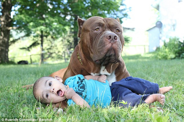 Trái với vẻ dữ dằn, chú chó pitbull khổng lồ nặng 76kg lại là một vú em đảm đang - Ảnh 2.