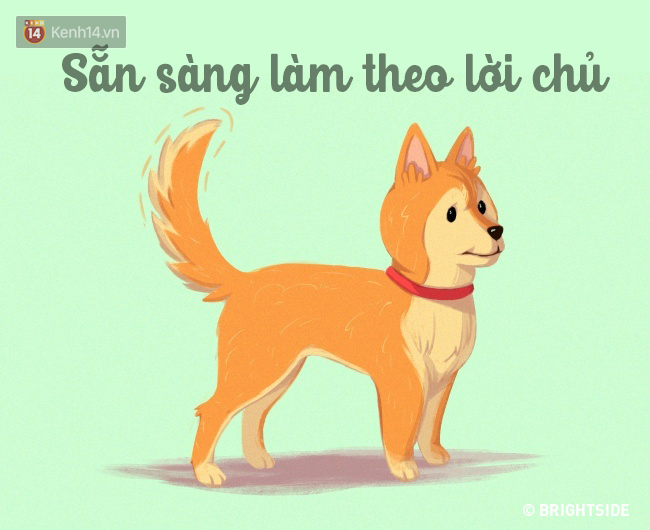 16 b&iacute; k&iacute;p nh&igrave;n ng&ocirc;n ngữ cơ thể ch&oacute; cưng, đo&aacute;n suy nghĩ - Ảnh 2.