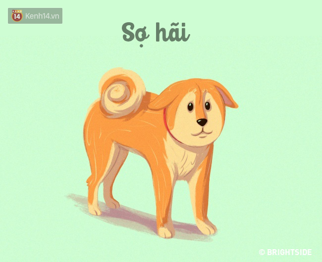 16 b&iacute; k&iacute;p nh&igrave;n ng&ocirc;n ngữ cơ thể ch&oacute; cưng, đo&aacute;n suy nghĩ - Ảnh 8.