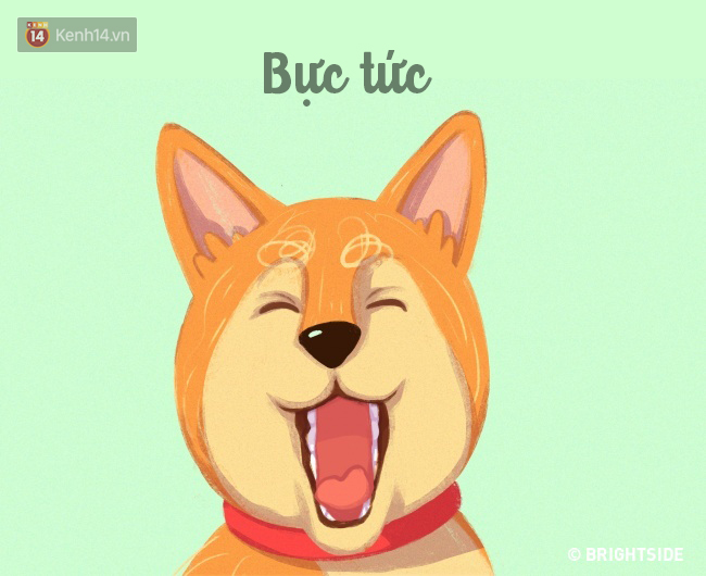 16 b&iacute; k&iacute;p nh&igrave;n ng&ocirc;n ngữ cơ thể ch&oacute; cưng, đo&aacute;n suy nghĩ - Ảnh 7.