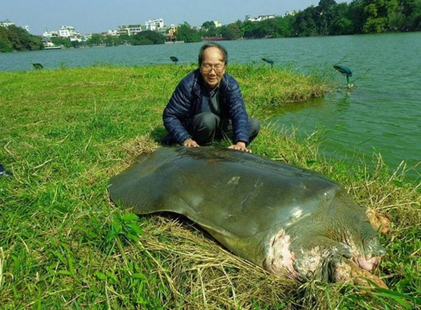 Nhà rùa học không đồng ý đề nghị đưa rùa Đồng Mô thay cụ rùa - Ảnh 1.