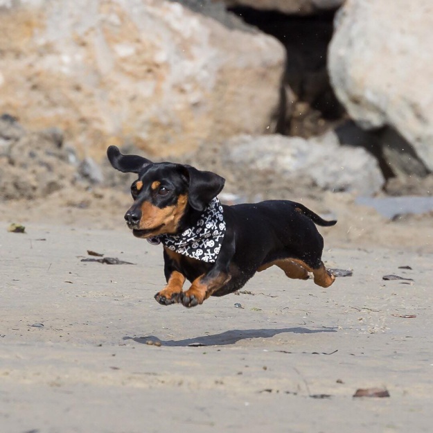 Dachshund là một giống chó nhỏ nhắn, nhưng đầy sức sống. Chúng có bộ lông xù bồng bềnh và rất đáng yêu. Những con chó này đầy nghị lực và sự kiên nhẫn, chúng sẽ trở thành bạn đồng hành tuyệt vời cho mỗi gia đình. Hãy xem ảnh của chúng tôi để có thể cảm nhận được tình cảm đến từ những con chó này.