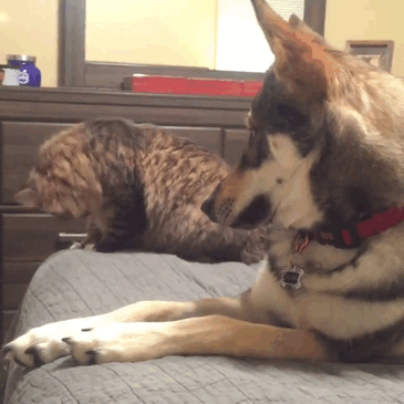 Ch&uacute; ch&oacute; Husky đ&iacute;ch th&acirc;n lựa chọn n&agrave;ng m&egrave;o của đời m&igrave;nh - Ảnh 10.