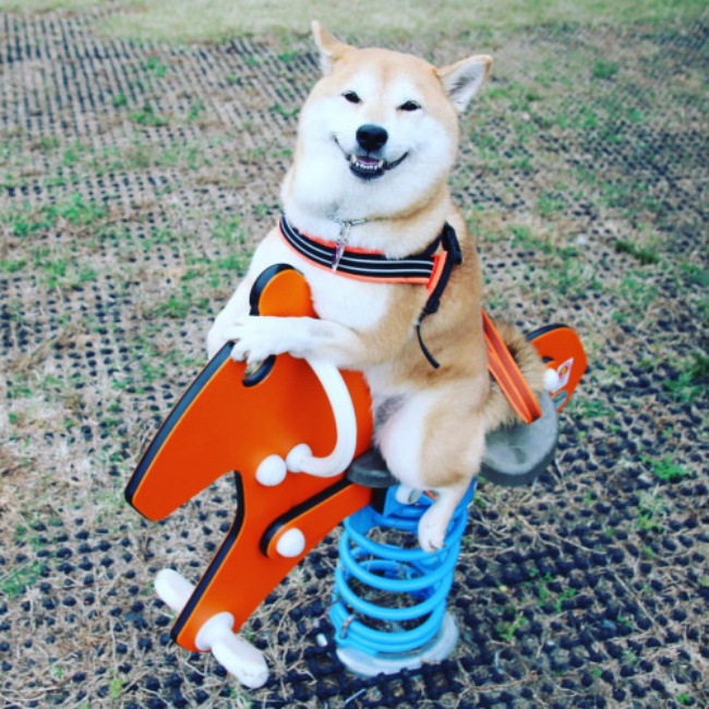 50 sắc thái đáng yêu của chú chó Shiba Inu khi đi chơi công viên - Ảnh 12.
