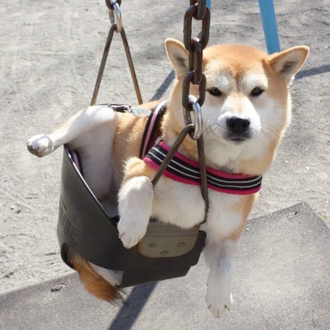 50 sắc thái đáng yêu của chú chó Shiba Inu khi đi chơi công viên - Ảnh 15.