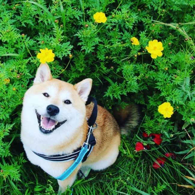 50 sắc thái đáng yêu của chú chó Shiba Inu khi đi chơi công viên - Ảnh 16.