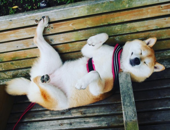 50 sắc thái đáng yêu của chú chó Shiba Inu khi đi chơi công viên - Ảnh 17.