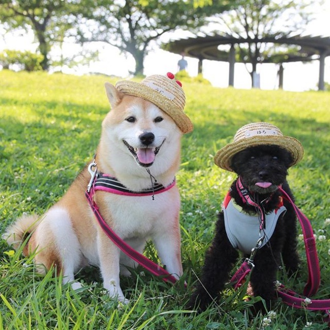 50 sắc thái đáng yêu của chú chó Shiba Inu khi đi chơi công viên - Ảnh 18.