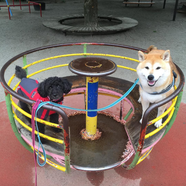 50 sắc thái đáng yêu của chú chó Shiba Inu khi đi chơi công viên - Ảnh 3.