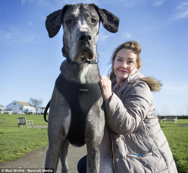 Sở hữu chiều cao 2,3m, đây chính là chú chó cao nhất thế giới - Ảnh 3.