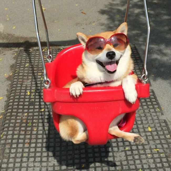 50 sắc thái đáng yêu của chú chó Shiba Inu khi đi chơi công viên - Ảnh 5.