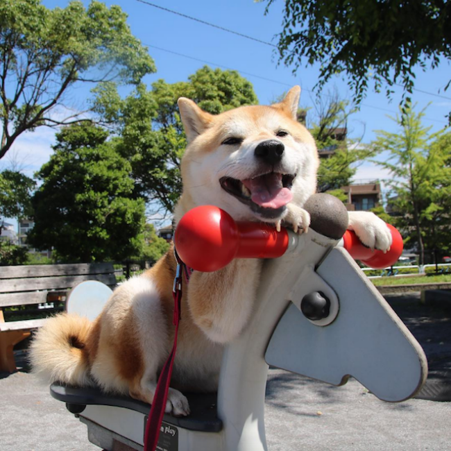 50 sắc thái đáng yêu của chú chó Shiba Inu khi đi chơi công viên - Ảnh 6.