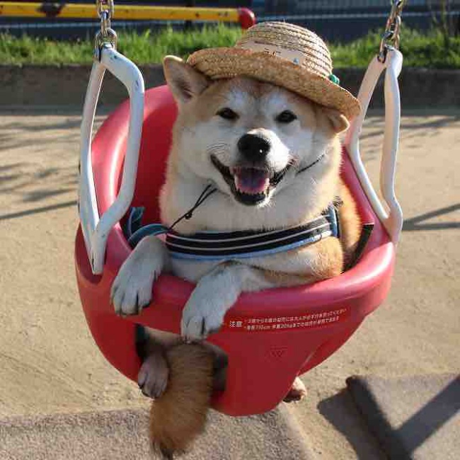 50 sắc thái đáng yêu của chú chó Shiba Inu khi đi chơi công viên - Ảnh 9.