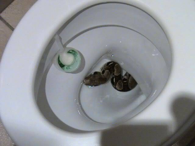 Những cơn ác mộng trong toilet sẽ khiến bạn khóc thét - Ảnh 4.