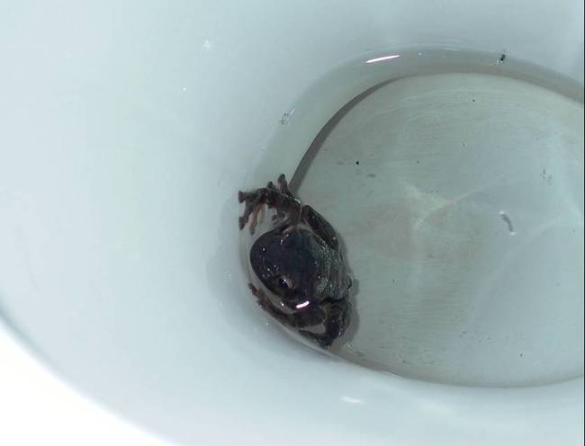 Những cơn ác mộng trong toilet sẽ khiến bạn khóc thét - Ảnh 2.