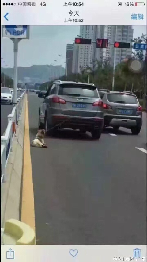 Người t&agrave;i xế mất nh&acirc;n t&iacute;nh k&eacute;o l&ecirc; ch&uacute; ch&oacute; tội nghiệp đến chết tr&ecirc;n đường phố - Ảnh 4.