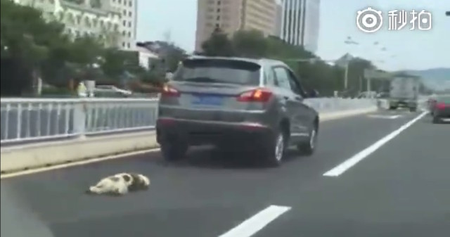 Người tài xế mất nhân tính kéo lê chú chó tội nghiệp đến chết trên đường phố - Ảnh 1.
