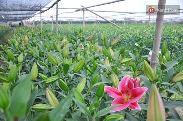 Dân mạng Hà Nội kêu gọi giúp nông dân Tây Tựu giải cứu hoa ly nở sớm - Ảnh 1.
