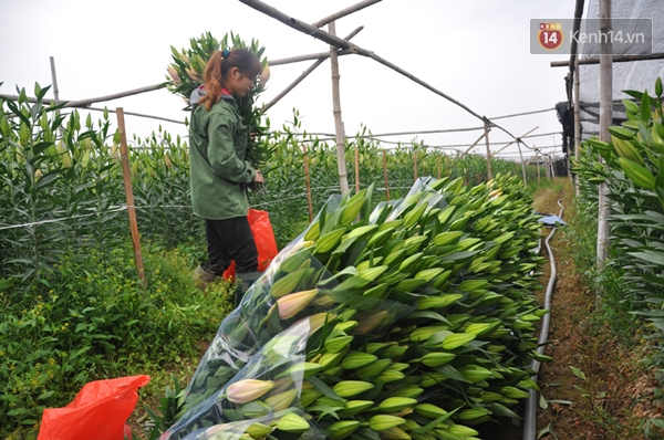 Dân mạng Hà Nội kêu gọi giúp nông dân Tây Tựu giải cứu hoa ly nở sớm - Ảnh 3.