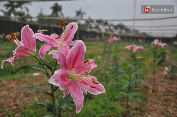 Dân mạng Hà Nội kêu gọi giúp nông dân Tây Tựu giải cứu hoa ly nở sớm - Ảnh 8.