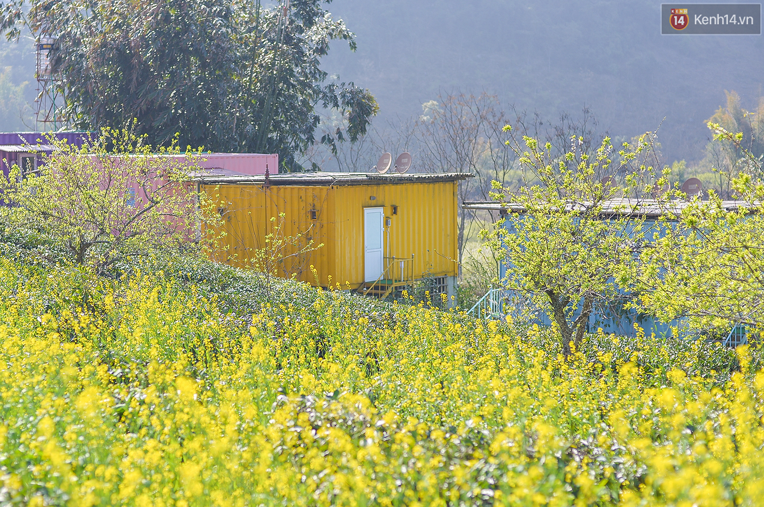 Lên Mộc Châu, ngủ nhà container đầy sắc màu giữa rừng mận trắng, cải vàng - Ảnh 10.