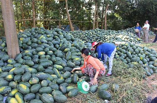 Người trồng dưa hấu ở Bình Thuận khóc ròng vì dưa được mùa rớt giá - Ảnh 1.