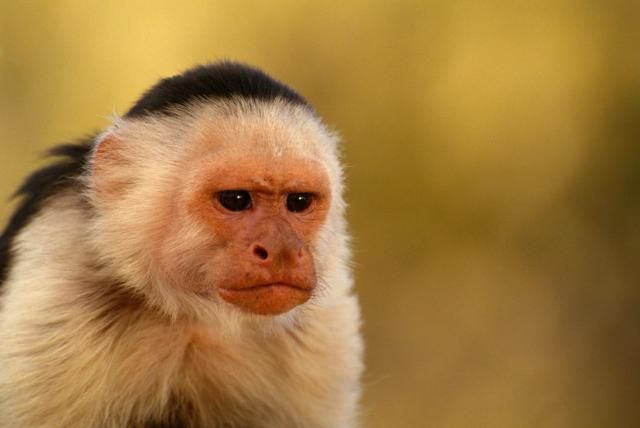 Lũ khỉ ở Brazil đã chính thức tiến hóa: biết... đập đá chế đồ - Ảnh 4.